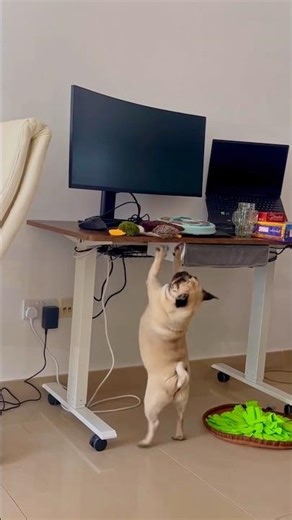 Pug vs the jump height