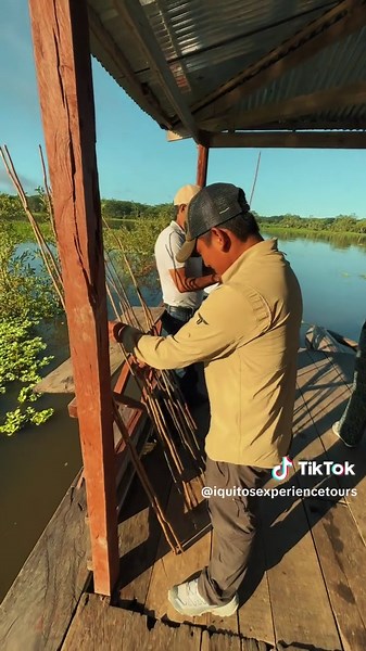🌅 El amanecer en Iquitos en un minuto 🌿 Con nosotros, vivir la magia de la selva empieza desde el primer rayo de sol. Así despierta el Amazonas: colores únicos, aire puro y la energía que solo Iquitos puede dar. ¿Listo para tu próxima aventura? ✨🛶 . 🌴📲Reserva con anticipación a nuestros números oficiales: 📲WSP: 51 943 551 040 📲WSP: 51 940042799 📲WSP: 51 918696912 #Parati #Iquitos #Amanecer #Amazonas #travelperu