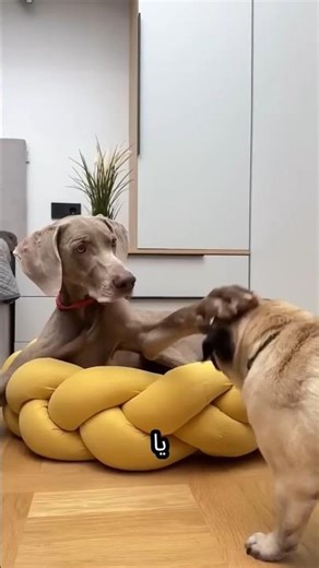 "معركة السرير بين سونو ومونو! 🛏️ #shortvideo"