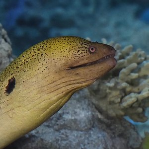 315 reactions · 12 shares | Explore the Aquarium’s new Ocean Pavilion—with sharks, rays and more! | Seattle Aquarium | Facebook