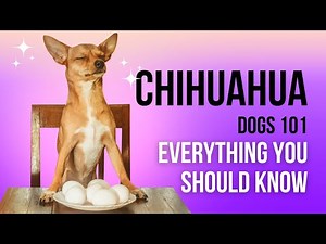 Chihuahua Dogs 101: Everything You Should Know