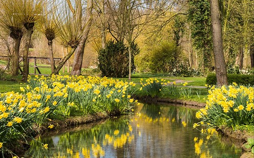 诗歌朗读 Daffodils by William Wordsworth