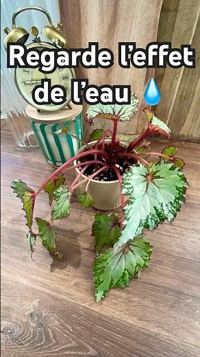Regarde ce que l’eau fait à cette plante… 🌿💧 #plantlover #timelapse #begonia #plantesdintérieur