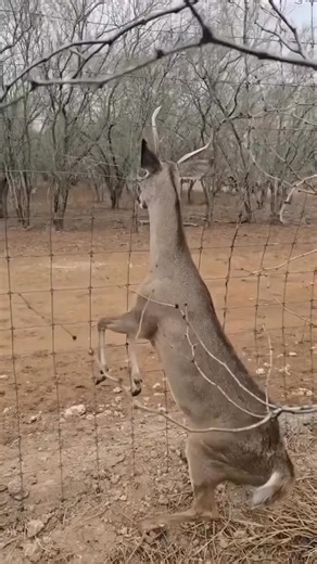 Instadumy | Guy revives an unconscious deer back to life | Instagram