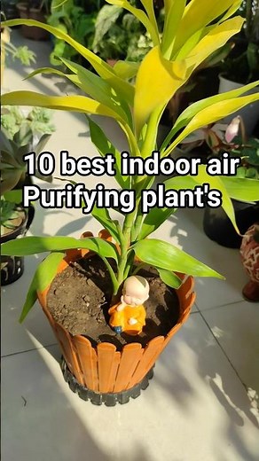 10 best air purifying plants 🌱 Best indoor air purifying plant 🌱🥰 #indoorplants #viral Indoor plant