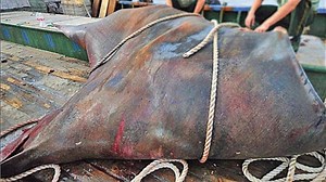 Video impresionante: capturan mantarraya de casi 900 kilos