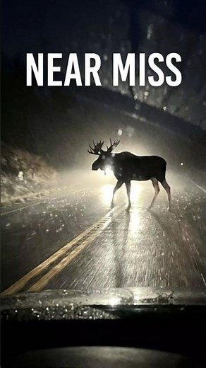 This moose almost ended it all! 😱