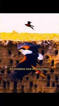 There are formidable enemies both in the sky and on the ground.#wildlife #animals #shorts #birds