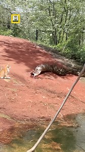 404K views · 1.6K reactions | What does the python vomit. #animals #snake #reelsfypシ | Bam Bhole | Facebook