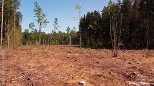 A forest clearing with dry trees. Drought in the forest. A dried up forest plantation