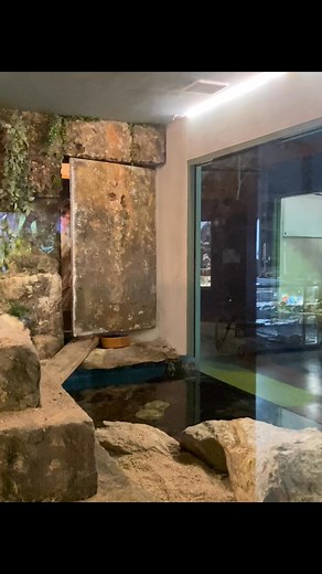 4.1M views · 36K reactions | Dont forget Mickey Feeding tomorrow! 12PM followed by keeper presentation and interactions with our beautiful Python & Tortoises! Sssssee you soon!  | Serpentarium Wildlife Park Tasmania | Facebook