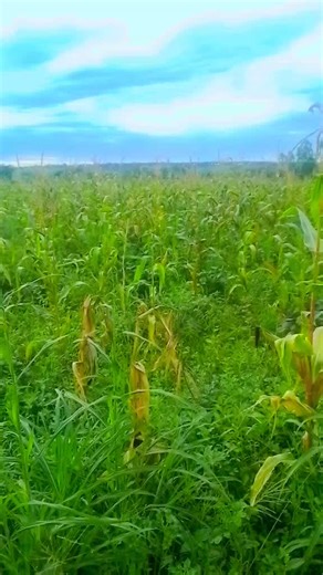 Philipo John (@philipo.john46)’s videos with SILANTO BY PILONJE - Pilaz Pilonje
