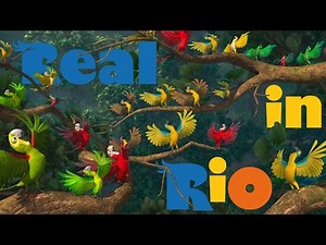 Real en Rio! (En Español Latino) Rio 1 - perla y blu