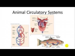 Animal Physiology