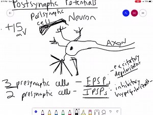 SOLVED:If a postsynaptic cell has synapses from five different cells, and three cause EPSPs and two of them cause IPSPs, give an example of a series of depolarizations and hyperpolarizations that would result in the neuron reaching threshold.