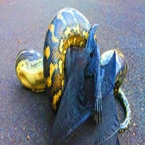 147K views · 470 reactions | Snake Hunting And Death Of Bat. #Animal | Lovely | Facebook