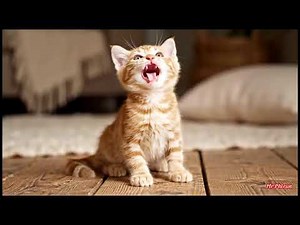 Learn Animal Sounds Relaxing Cat Sound | Calm Purring for Stress Relief