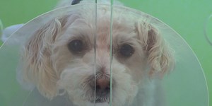 Vets urging dog owners to avoid boarding, daycare, parks during holiday season due to new, mysterious illness