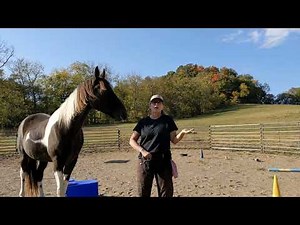 An Explanation and Demonstration of Positive Reinforcement Horse Training