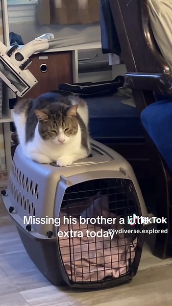 How to Comfort a Grieving Cat Missing Its Brother