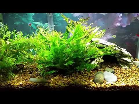 Pea Puffers With New Guppy Fry