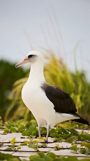 2K views · 23 reactions | ✨ Laysan Albatross spend most of their time soaring over the open ocean, far from North American shores! ️ During breeding season (late fall to mid-summer), 97.7% of them call the Northwestern Hawaiian Islands home. After that, they head north through the Pacific, eventually reaching Alaskan fishing regions. Talk about epic travelers!  #FunFactFriday | NC Aquarium at Fort Fisher | Facebook