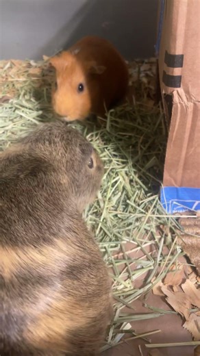 Big guinea pig caught on camera
