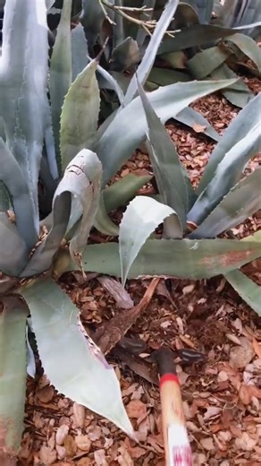 It's scary how easy it is to get a trunk full of free plants! All you have to do is spend some time trawling Facebook Marketplace or another swap site... so many people have plants they want to give away. Someone in the mountains near my town was planning on widening their driveway, so they wanted to get rid of a ton of overgrown Agave Blue Americana pups that had taken over their yard. All I had to do was show up and dig them out! #agave #plants #freeplants | Free Plants Forever