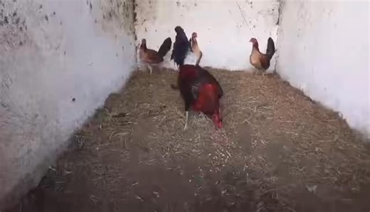 Billy Ruble Hatches Imported Billy Ruble Hatch Brood Bull Stag over F1 Billy Ruble Hatch Brood Pullets. #BrandyGamefarm #ImportedStocks #AlagangSalto #SaltoFeeds #AngatSaradoDiskarteNgPanalo | Brandy Gamefarm