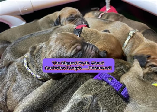 Myth About Dog Gestation Length Debunked
