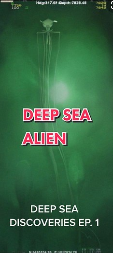 Deep Sea Discoveries: The Magnapinna Squid