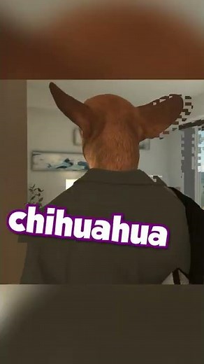 What’re you doing Step Chihuahua?