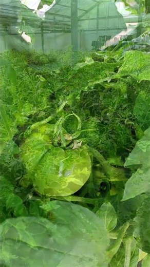 【成長記録】ハウスのトマトたちが順調に育っています🌱 #shorts #農業 #トマト
