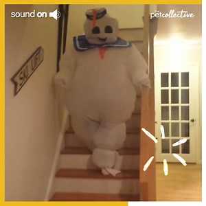 315K views · 1.7K reactions | Doggo busted by Ghostbuster! (via Jill Fratianne) | Try Not to Laugh | Facebook