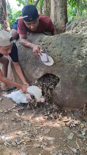 two albino turkey chicks, lots of chicks #fypシ #nature #videoshort
