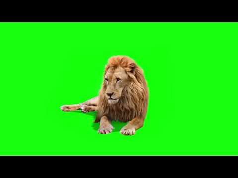 Real Lion on Green Screen