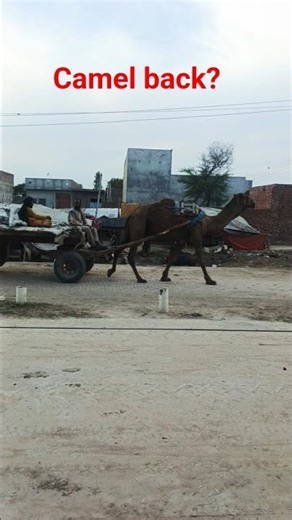 Traditional Camel Cart Ride in Pakistan 🇵🇰 | Village Life Short Video