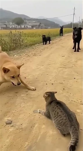 Village Dog vs Tabby Cat: The Ultimate Backyard Showdown! 🐕🔥🐱