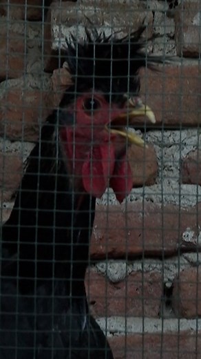 4.4K views · 30 reactions | Fevzi Aliu, a chicken farmer in Kosovo, counts among the animals under his care several specimens of a unique local species. Known as 'Kosovo Longcrowers', these largely black-feathered roosters can issue their hoarse crow for almost 90 seconds without stopping #AFP  Kushtrim KADRIU Zana CIMILI #Poultry #Kosovo | AFP News Agency | Facebook