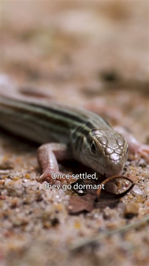 Have you heard of brumation?