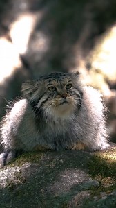 Native to Central Asia, Pallas cats live in some of the harshest environments on Earth. #PallasCat #WildlifeOfTheWorld #NatureLearning #WildAndFree | Sondre Eriksen Hensema Photography