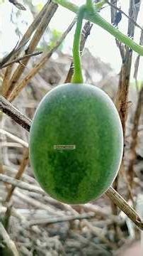 enjoy beautiful mini watermelon#nature #fruitplant #gardening ‪@monergarden564‬ ।