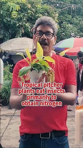 Insects Eating Plants Nepenthes🌳Tropical Pitcher Plants🌳Monkey Cup #shorts