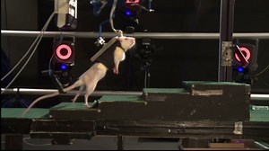 Treatment helps paralyzed rats walk