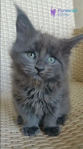 Adopt Sofia: The Blue & White Maine Coon Kitten💙Gentle, Gorgeous & Ready to Melt Hearts! #MaineCoon