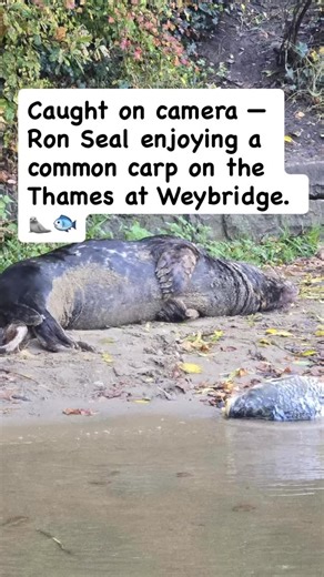 Meet Ron Seal — yes, does what it says on the tin 🤣 — spotted here on the Thames at Weybridge after catching and eating a large common carp. My photos and videos show him hauling out onto the bank after his meal, looking perfectly content. 🦭 Seals are true ocean dwellers, perfectly adapted to saltwater life where vast ecosystems of fish, squid, and crustaceans sustain them. 🌊 But rivers also play a role. Occasionally, seals like Ron venture upstream to follow seasonal fish migrations or rest 