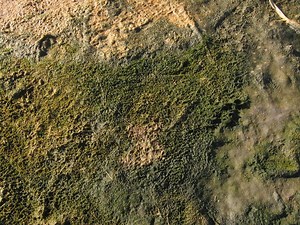 Microbial mat - Alchetron, The Free Social Encyclopedia