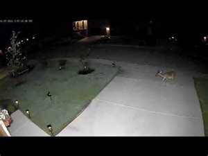 Deer Repellent works 100%