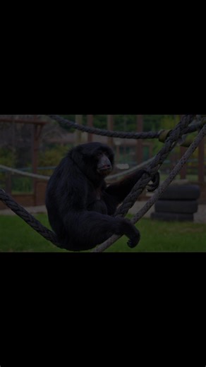 We are heartbroken to share that our darling siamang, Bog, has passed away after a brave battle with cancer. Bog has been part of our Monkey Haven family for so many years, and he brought a special kind of magic to our little sanctuary. He was gentle, calm and a soul who could melt your heart just by looking your way. Even throughout his illness, Bog showed such courage & strength, he was adored by those who worked closest with him and by visitors who instantly fell in love with him. He had a pe