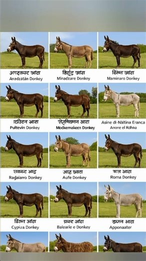 10 Different Types Donkey Breeds Collection In The World #Donkey #Breeds #Name #English #Words #New